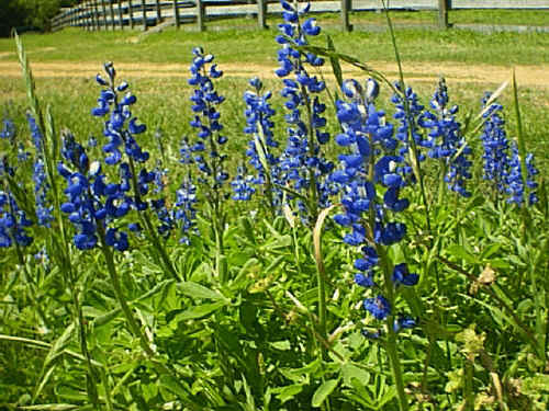 bluebonnets_web.jpg (390439 bytes)